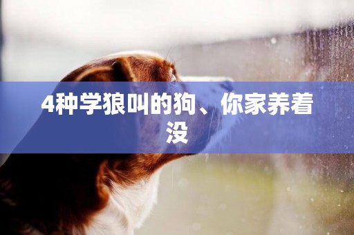 4種學狼叫的狗、你家養著沒