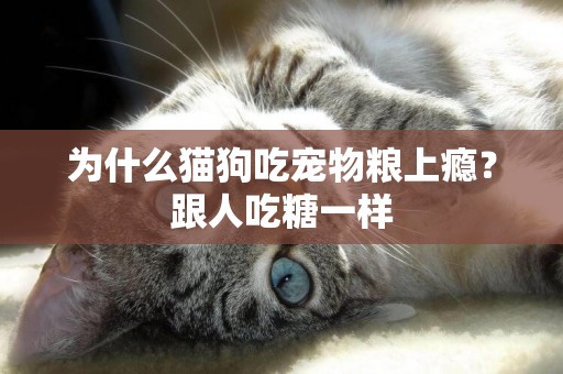 為什么貓狗吃寵物糧上癮？跟人吃糖一樣