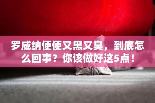 羅威納便便又黑又臭，到底怎么回事？你該做好這5點！