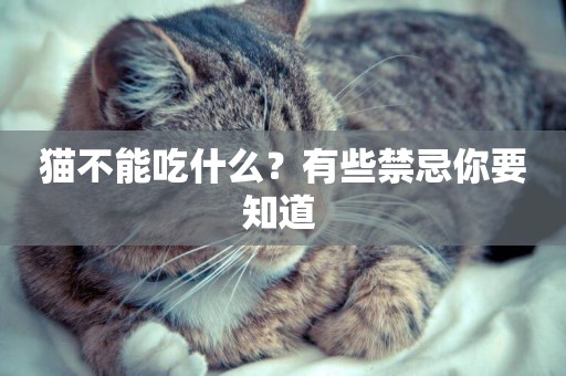 貓不能吃什么？有些禁忌你要知道 
