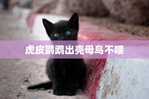 虎皮鸚鵡出殼母鳥不喂