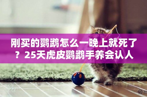 剛買的鸚鵡怎么一晚上就死了？25天虎皮鸚鵡手養會認人