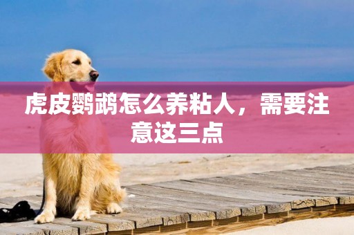 虎皮鸚鵡怎么養粘人，需要注意這三點