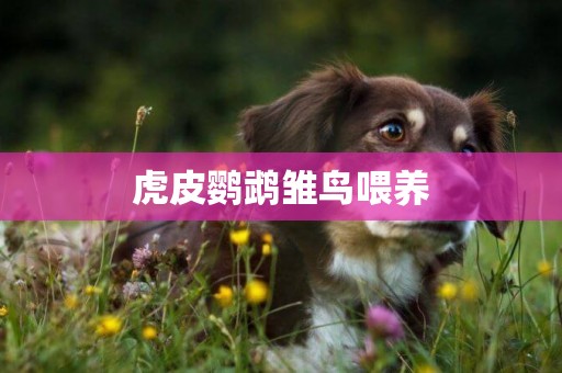 虎皮鸚鵡雛鳥喂養