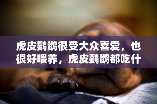 虎皮鸚鵡很受大眾喜愛，也很好喂養，虎皮鸚鵡都吃什么食物