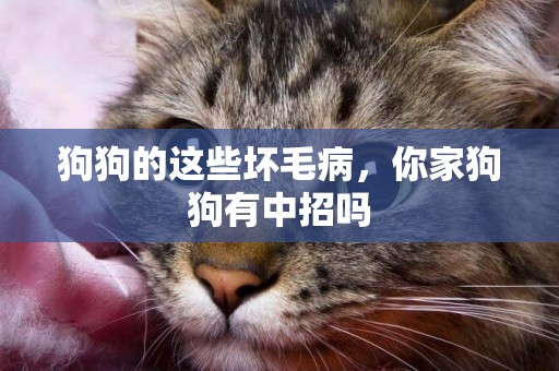 狗狗的這些壞毛病，你家狗狗有中招嗎