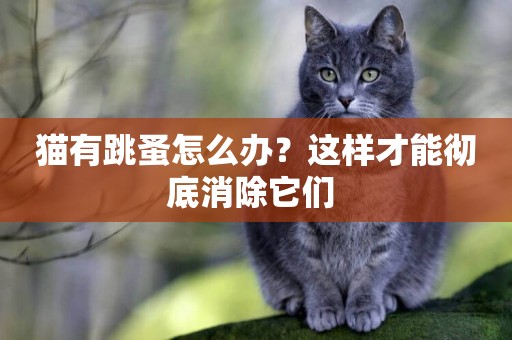 貓有跳蚤怎么辦？這樣才能徹底消除它們 