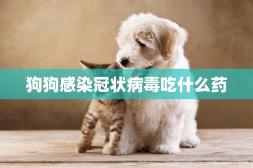 狗狗感染冠狀病毒吃什么藥