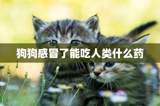 狗狗感冒了能吃人類什么藥