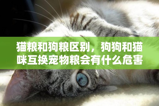 貓糧和狗糧區別，狗狗和貓咪互換寵物糧會有什么危害？