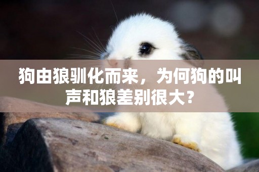 狗由狼馴化而來，為何狗的叫聲和狼差別很大？