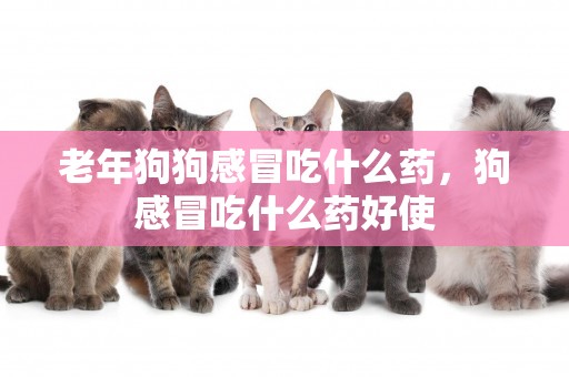 老年狗狗感冒吃什么藥，狗感冒吃什么藥好使