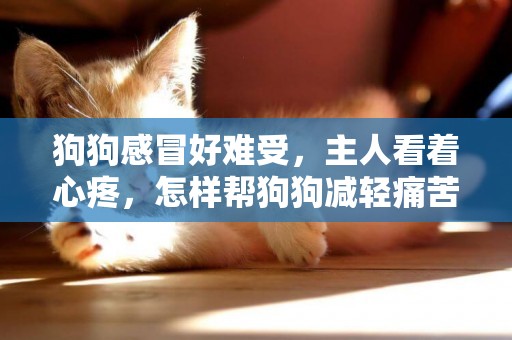 狗狗感冒好難受，主人看著心疼，怎樣幫狗狗減輕痛苦？