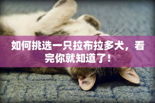 如何挑選一只拉布拉多犬，看完你就知道了！