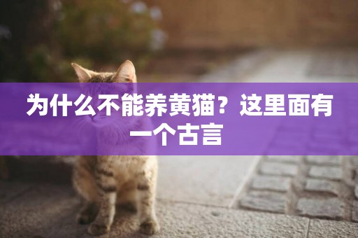 為什么不能養黃貓？這里面有一個古言 