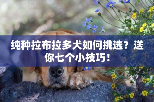 純種拉布拉多犬如何挑選？送你七個小技巧！