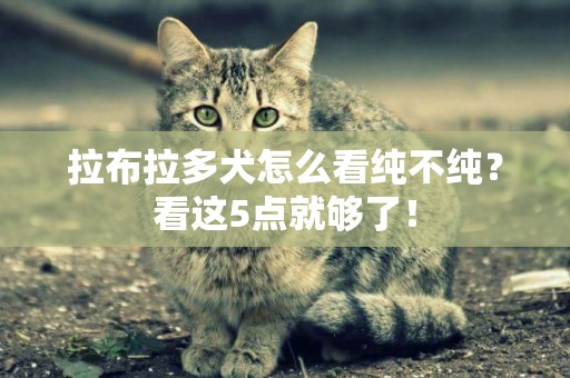 拉布拉多犬怎么看純不純？看這5點就夠了！