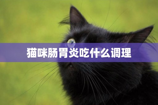 貓咪腸胃炎吃什么調理