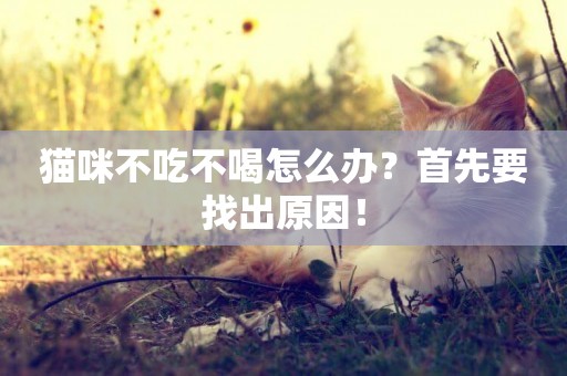 貓咪不吃不喝怎么辦？首先要找出原因！