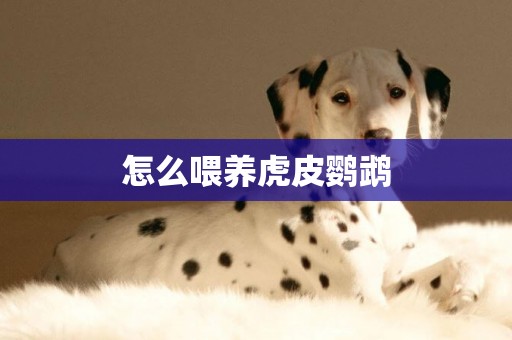 怎么喂養虎皮鸚鵡