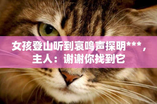 女孩登山聽到哀鳴聲探明***，主人：謝謝你找到它