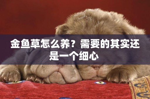 金魚草怎么養？需要的其實還是一個細心 