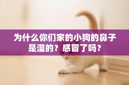 為什么你們家的小狗的鼻子是濕的？感冒了嗎？