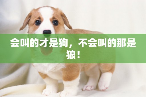 會叫的才是狗，不會叫的那是狼！