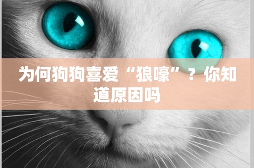 為何狗狗喜愛“狼嚎”？你知道原因嗎