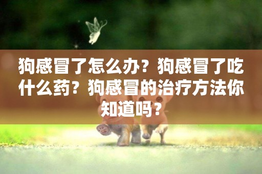 狗感冒了怎么辦？狗感冒了吃什么藥？狗感冒的治療方法你知道嗎？