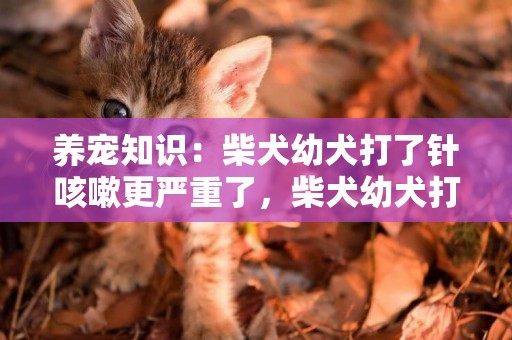 養寵知識：柴犬幼犬打了針咳嗽更嚴重了，柴犬幼犬打針咳嗽變嚴重
