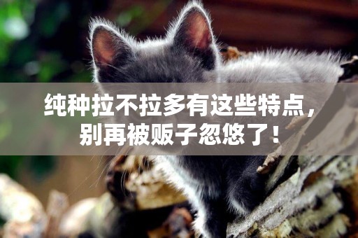純種拉不拉多有這些特點，別再被販子忽悠了！
