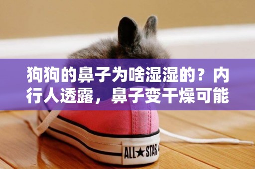 狗狗的鼻子為啥濕濕的？內行人透露，鼻子變干燥可能與它有關