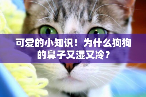 可愛的小知識！為什么狗狗的鼻子又濕又冷？