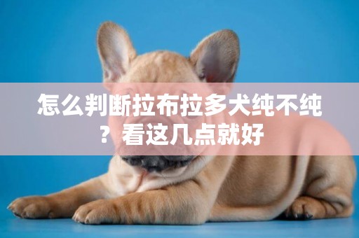 怎么判斷拉布拉多犬純不純？看這幾點就好