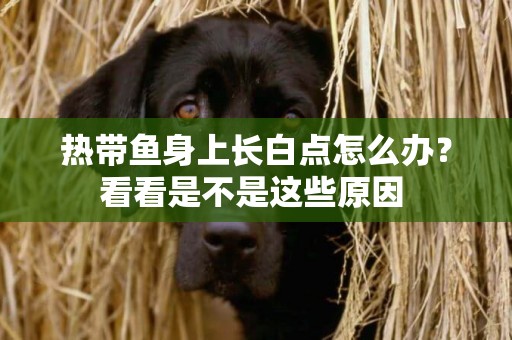 熱帶魚身上長白點怎么辦？看看是不是這些原因 