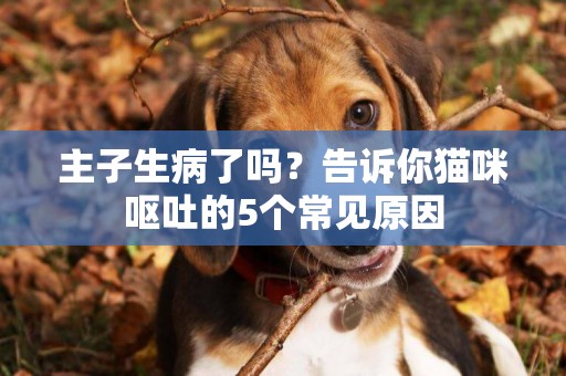 主子生病了嗎？告訴你貓咪嘔吐的5個常見原因