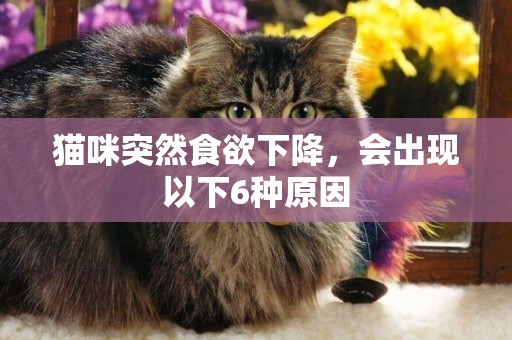 貓咪突然食欲下降，會出現以下6種原因