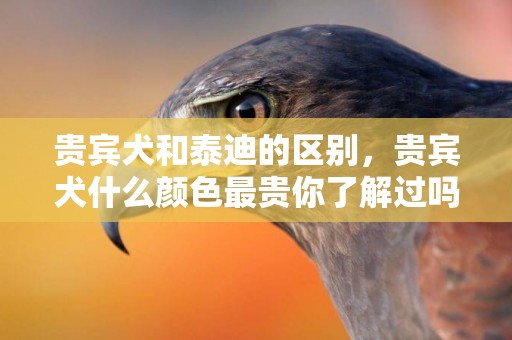 貴賓犬和泰迪的區別，貴賓犬什么顏色最貴你了解過嗎！