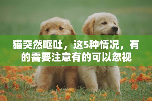 貓突然嘔吐，這5種情況，有的需要注意有的可以忽視
