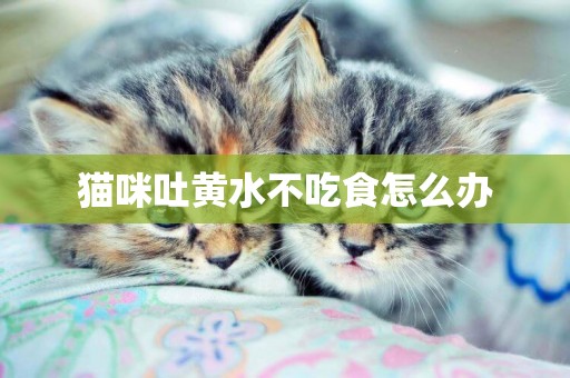 貓咪吐黃水不吃食怎么辦