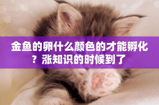 金魚的卵什么顏色的才能孵化？漲知識的時候到了 