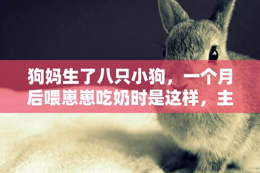 狗媽生了八只小狗，一個月后喂崽崽吃奶時是這樣，主人哭笑不得