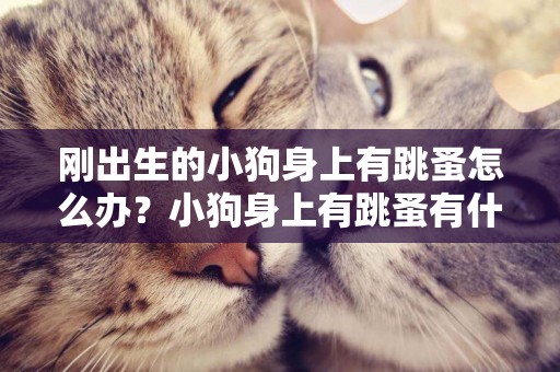 剛出生的小狗身上有跳蚤怎么辦？小狗身上有跳蚤有什么癥狀