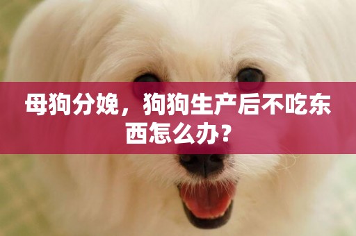 母狗分娩，狗狗生產后不吃東西怎么辦？