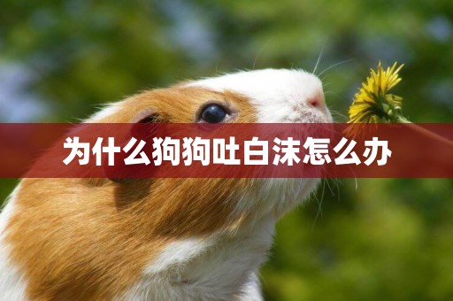 為什么狗狗吐白沫怎么辦
