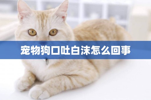 寵物狗口吐白沫怎么回事