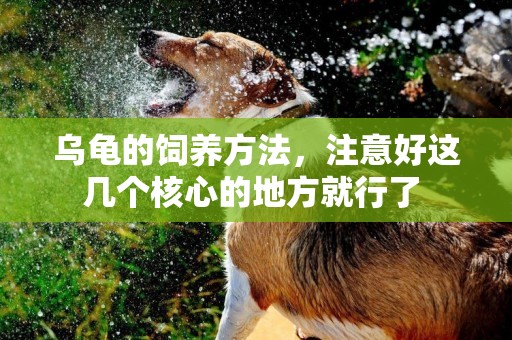 烏龜的飼養方法，注意好這幾個核心的地方就行了 