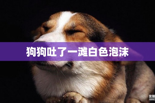 狗狗吐了一灘白色泡沫