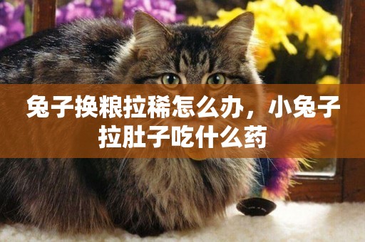 兔子換糧拉稀怎么辦，小兔子拉肚子吃什么藥